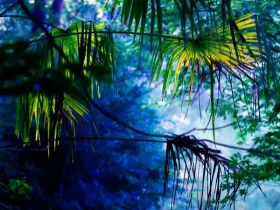 Natural Attractions & Forests in Tokyo