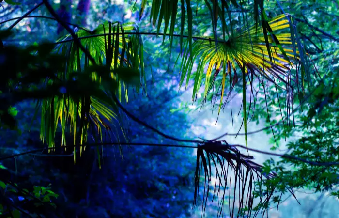 Natural Attractions & Forests in Tokyo