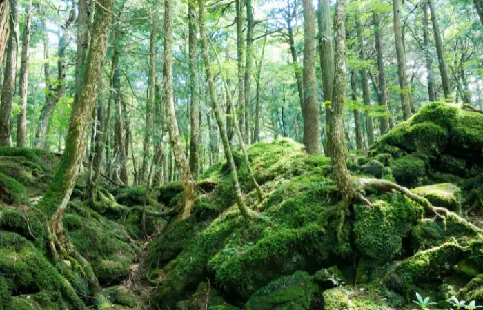 Things About Japan's Suicide Forest