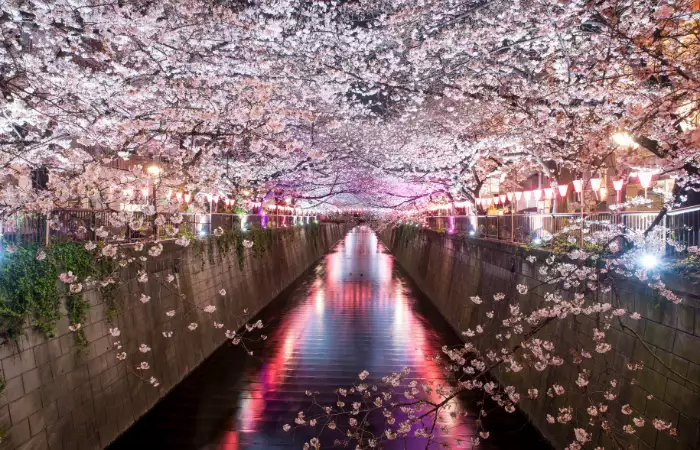 things to do in japan in April