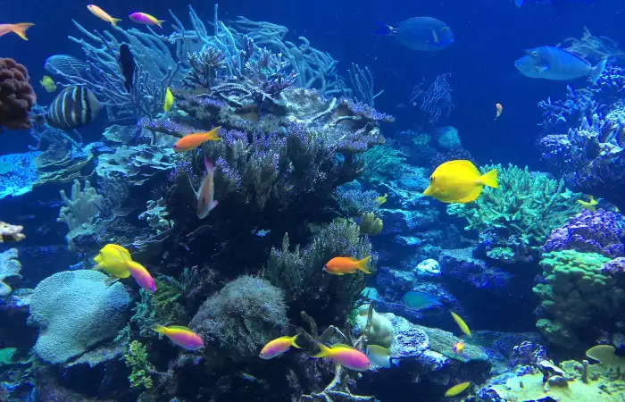 things to do in japan in July