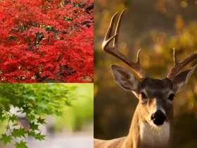 are japanese maples deer resistant
