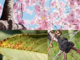 flowering cherry tree problems