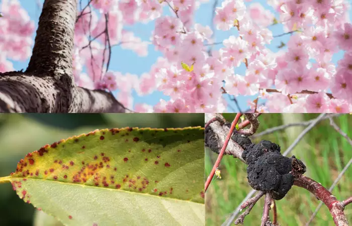 flowering cherry tree problems