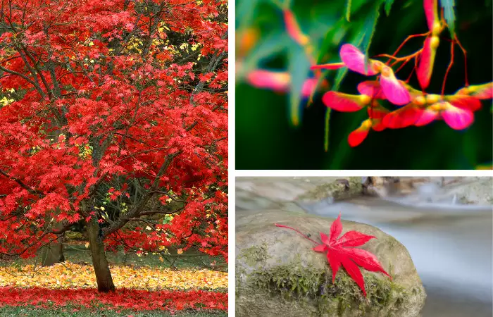 how to grow a japanese maple tree