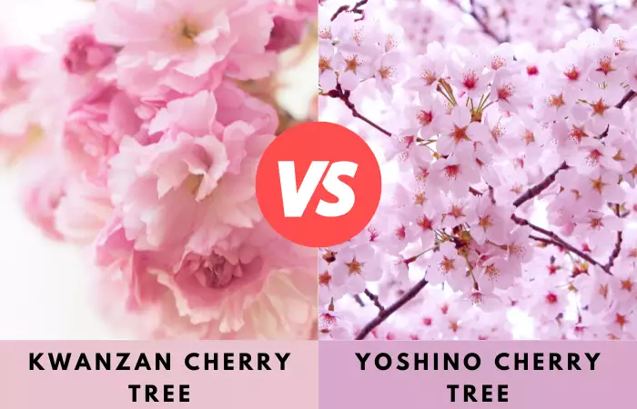 kwanzan vs yoshino cherry tree