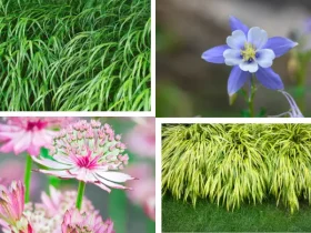 japanese forest grass companion plants