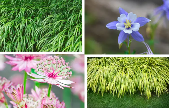 japanese forest grass companion plants