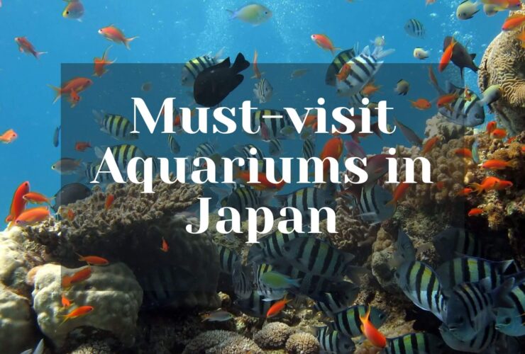 Must-visit Aquariums in Japan