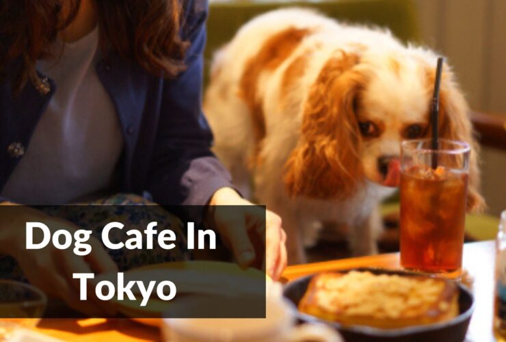 Dog Cafe In Tokyo