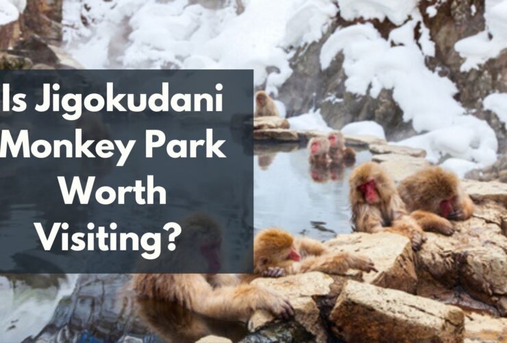 Jigokudani Monkey Park
