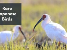 rare japanese birds
