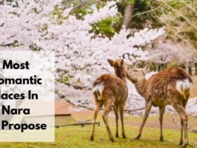 Places To Propose In Nara