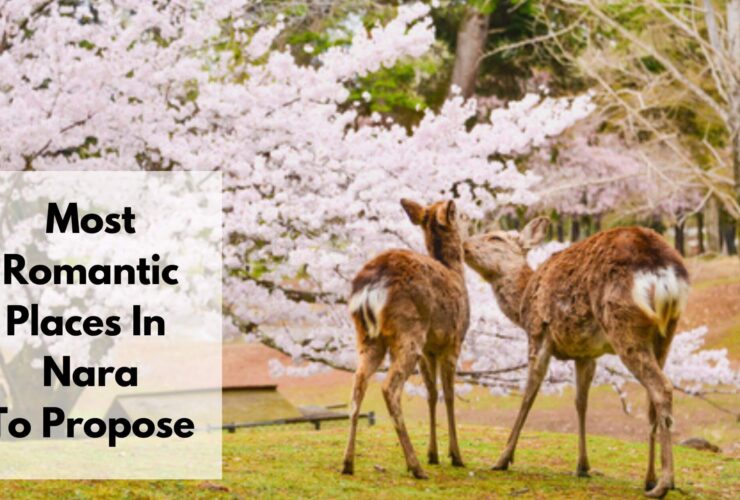 Places To Propose In Nara