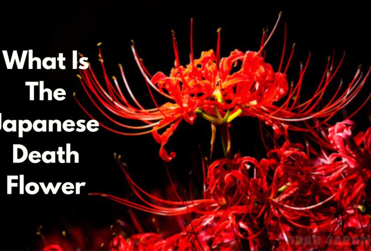 japanese Death Flower
