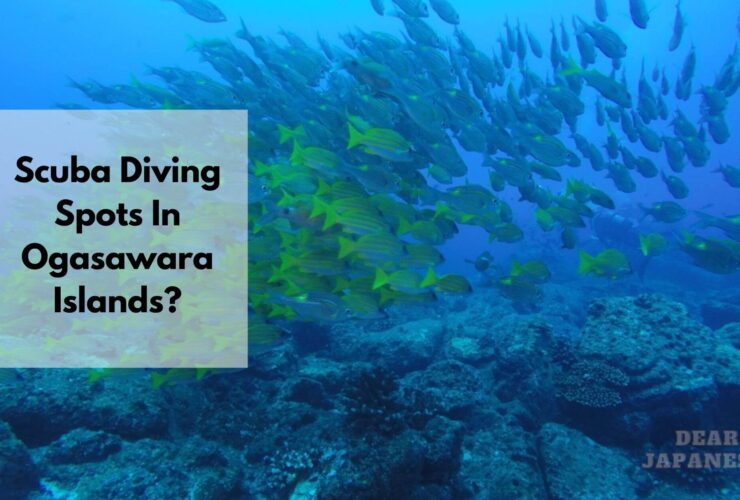 scuba diving in Ogasawara Islands