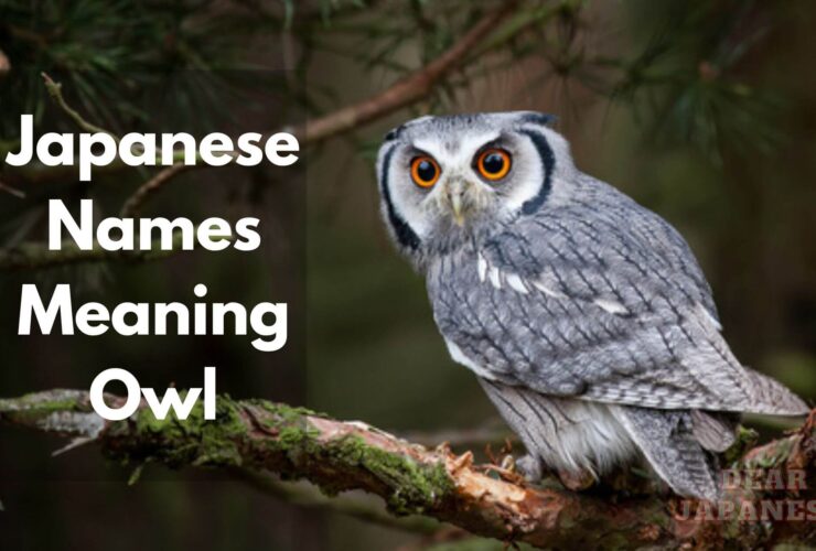 Japanese Names Meaning Owl